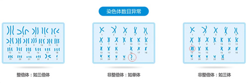 35+备孕，如何避免胚胎染色体异常？