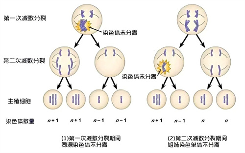 35+备孕，如何避免胚胎染色体异常？