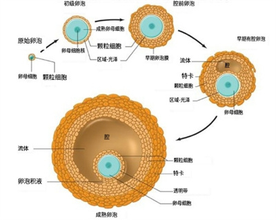 多囊卵差易流产原因找到啦！文献证实都是它在捣乱，早知道早受益