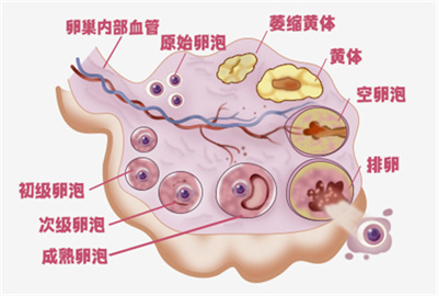 注意！养卵前不做这件事，可能补啥都白搭！高龄备孕必看！