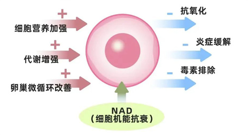 注意！养卵前不做这件事，可能补啥都白搭！高龄备孕必看！