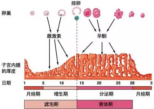 90%备孕人都忽略的隐患！这个最常补充的激素，过量竟会致胚胎着床失败？！