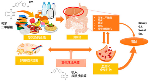 夫妻染色体正常，为何胚胎总异常？！3大“隐形杀手”曝光！90%的人都忽略了！