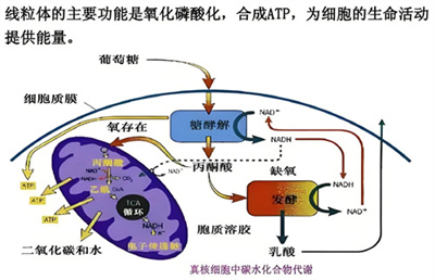 夫妻染色体正常，为何胚胎总异常？！3大“隐形杀手”曝光！90%的人都忽略了！