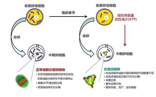 为什么你养囊总失败？研究明白这三个问题，养囊数量翻倍！