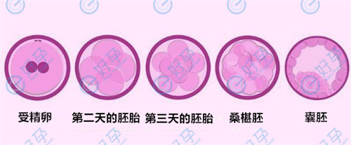 为什么你养囊总失败？研究明白这三个问题，养囊数量翻倍！