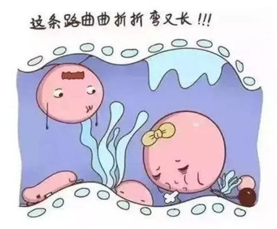 输卵管积水：试管婴儿取卵与移植路上的“绊脚石”？
