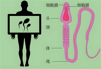 抽烟、喝酒：是否真的会提升生不健康宝宝的概率？