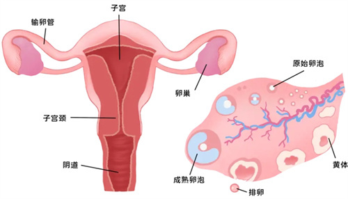 做试管婴儿：FSH值高低影响大揭秘，如何应对才有效？