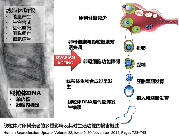 养卵逆龄新思路！这类「超级食物」秒杀线粒体补充剂，赶紧吃起来~