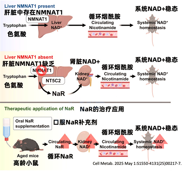 养卵逆龄新思路！这类「超级食物」秒杀线粒体补充剂，赶紧吃起来~