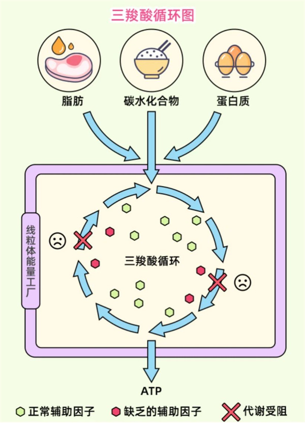养卵逆龄新思路！这类「超级食物」秒杀线粒体补充剂，赶紧吃起来~
