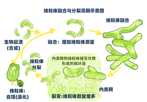 养卵逆龄新思路！这类「超级食物」秒杀线粒体补充剂，赶紧吃起来~