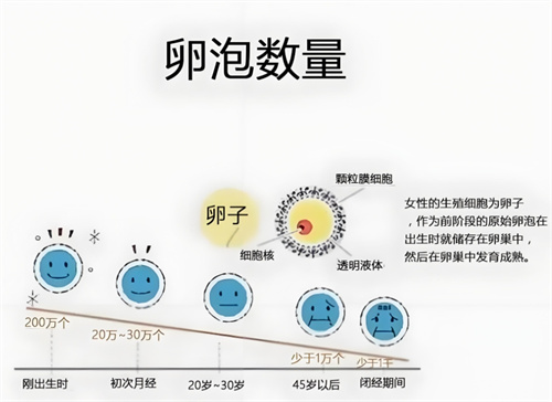 卵巢早衰取不到可用的卵子，如何开展试管周期？