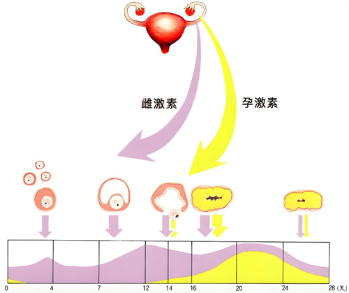 在试管周期中，雌激素和孕激素指标的意义探寻