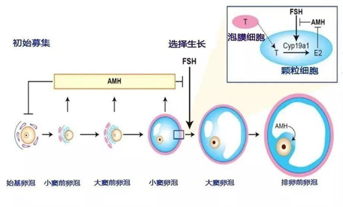AMH低？做好这5点，也能快速抱娃！