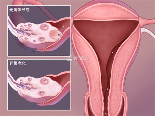 检查正常却不孕？这个比「年龄」更关键的因素——卵泡监测，为何如此重要？