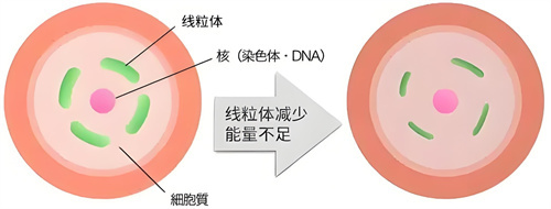 不敢信！这个高龄抗衰的方法，不花一分钱就能让卵子更优质？