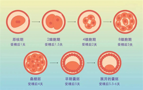 不敢信！这个高龄抗衰的方法，不花一分钱就能让卵子更优质？