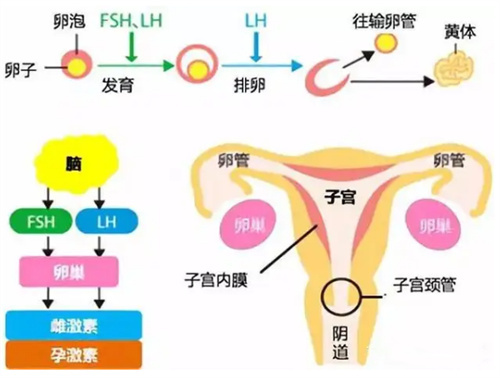 做试管婴儿，什么时间移植的成功率比较高？