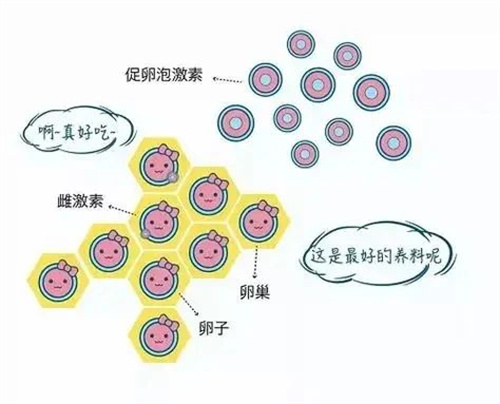 做试管如何提高获卵数？这三个方法科学又实用！