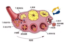 试管期间如何保证卵泡正常发育呢？