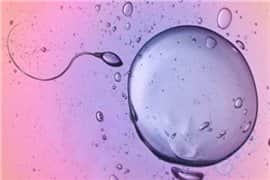 抗精子抗体对泰国试管婴儿有没有影响？