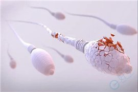 精子DFI与胚胎染色体异常：试管婴儿背后的科学真相