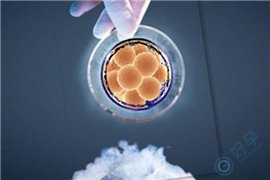 试管婴儿成功率高的关键：移植发育潜能更好的胚胎！