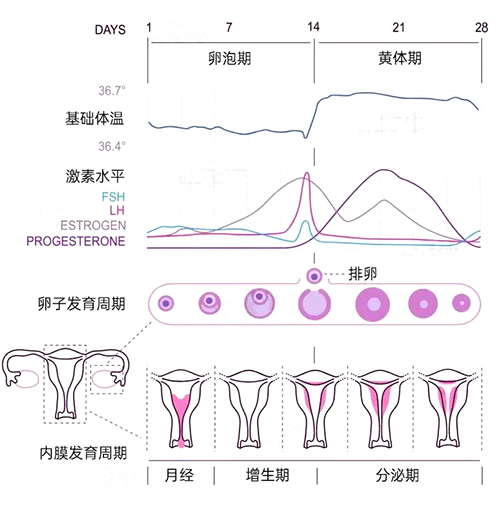 补了孕酮还是没保住？别只怪“运气差”！背后可能藏着这个“隐形推手”