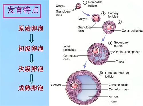 补了孕酮还是没保住？别只怪“运气差”！背后可能藏着这个“隐形推手”