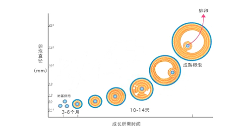 卵泡长得快,质量反而差?月经第2天卵泡就6mm的人,试管取卵时往往最吃亏!