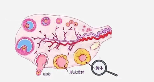 卵泡长得快,质量反而差?月经第2天卵泡就6mm的人,试管取卵时往往最吃亏!