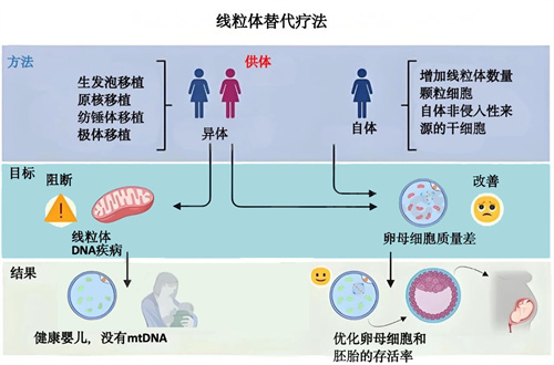5个实用技巧“唤醒卵巢”,让卵泡从无到有、从少到多!