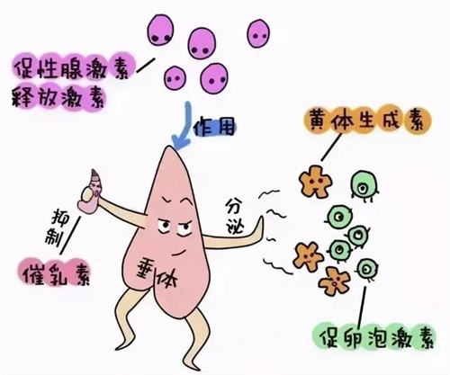 5个实用技巧“唤醒卵巢”,让卵泡从无到有、从少到多!
