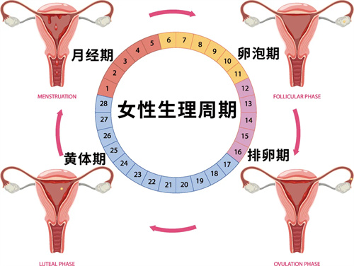 内膜容受性是怎么悄悄决定试管结局的?好胚胎不着床,答案可能在这一层