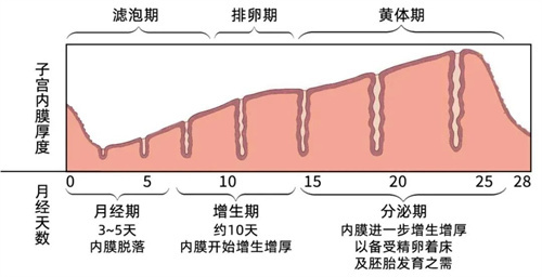 内膜不好着床失败?多半是这4个原因!养膜关键在这里